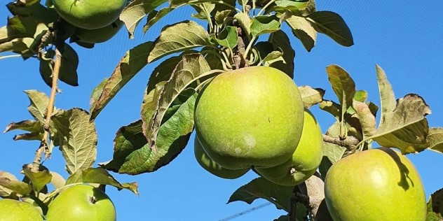 Clusters of green apples along a leafy branch, seen from below under a blue sky.